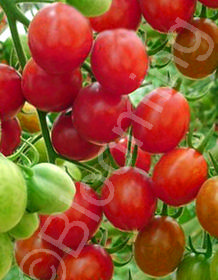 Solanum lycopersicum 'Sugar Lump'